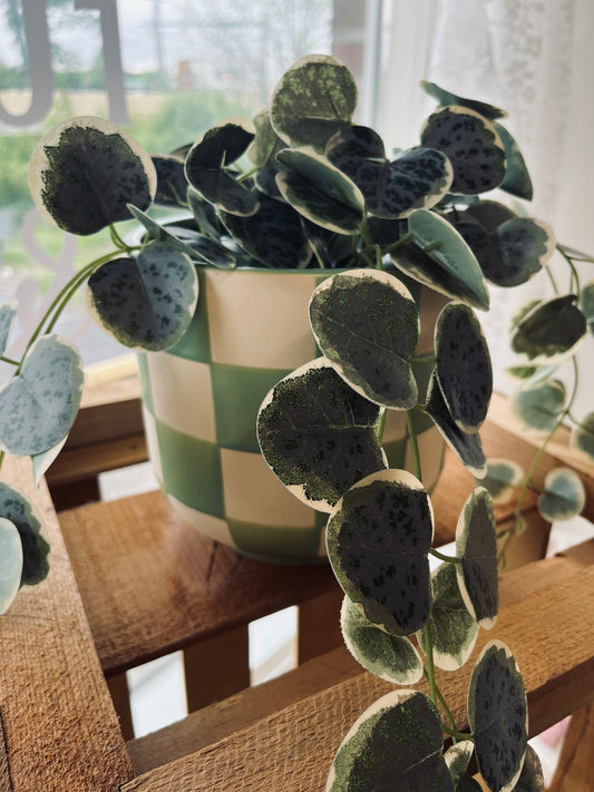 Blue checkered plant