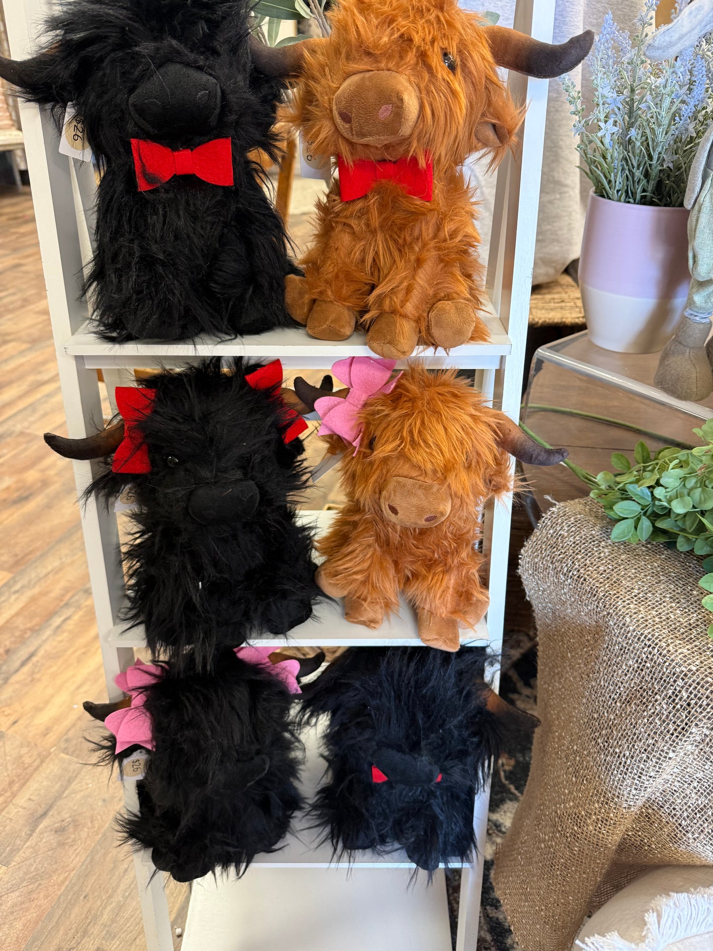 Valentine Highland cows
