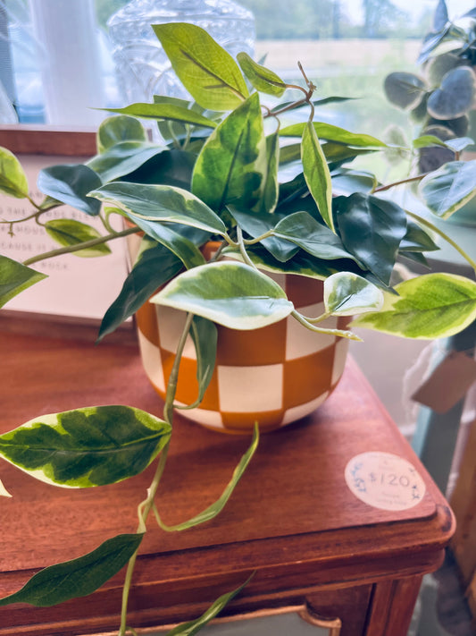 Burnt orange checkered plant