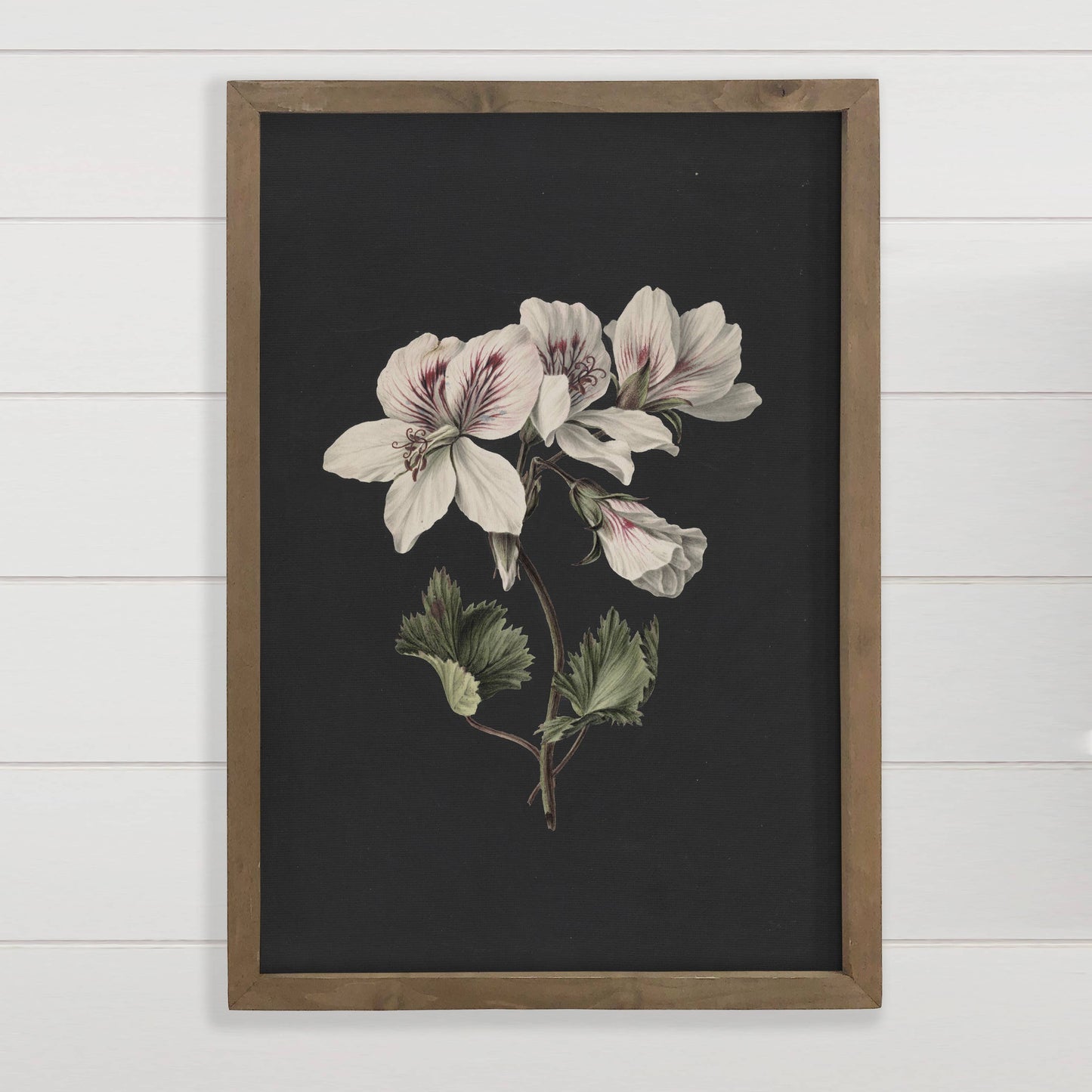Geraniums on Black - Geraniums Canvas Art - Wood Framed Art