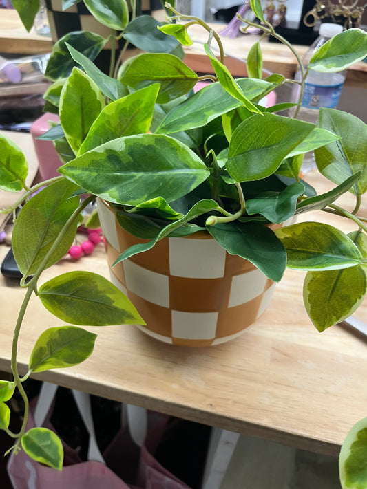Burnt orange checkered plant